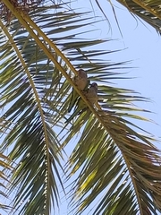 Myiopsitta monachus