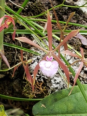 Encyclia bractescens