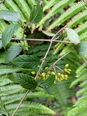 Viburnum fordiae