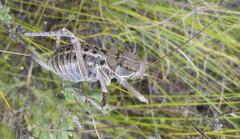 Hetrodes pupus pupus
