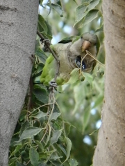 Myiopsitta monachus
