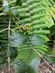 Viburnum fordiae