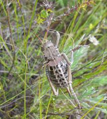 Hetrodes pupus pupus