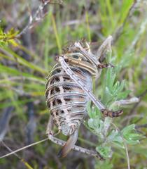 Hetrodes pupus pupus