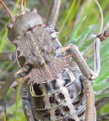 Hetrodes pupus pupus
