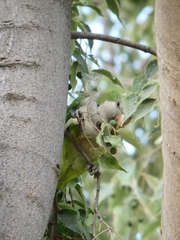 Myiopsitta monachus