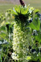 Eucomis