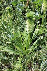 Eucomis