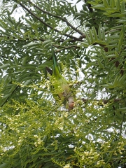 Myiopsitta monachus