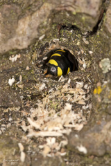 Clytochrysus