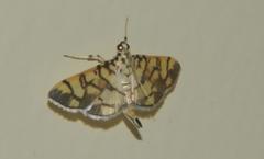 Pardomima callixantha