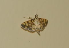 Pardomima callixantha