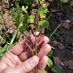 Echinochloa crus-galli