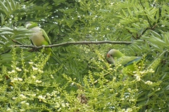 Myiopsitta monachus