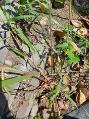 Echinochloa crus-galli