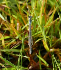 Ischnura pumilio