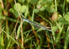 Ischnura pumilio