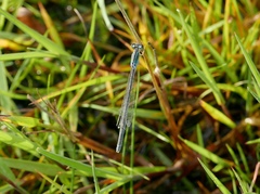 Ischnura pumilio
