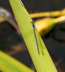 Ischnura pumilio
