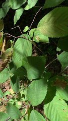Ostrya virginiana image