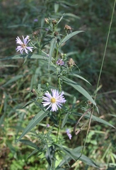 Symphyotrichum