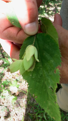 Ostrya virginiana image