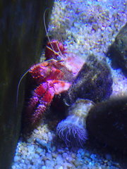 Decapoda