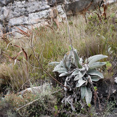 Hermas gigantea