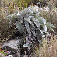 Hermas gigantea