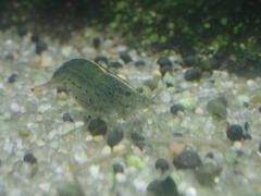 Decapoda