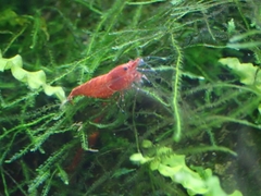 Decapoda