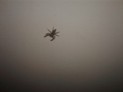 Platycryptus undatus