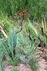 Crocosmia paniculata