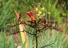 Crocosmia paniculata