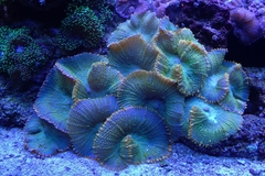 Zoantharia