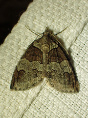 Hydriomena ruberata
