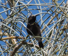 Cinnyris fuscus fuscus