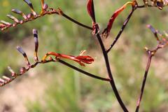 Crocosmia paniculata