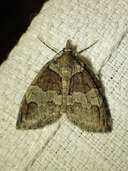 Hydriomena ruberata