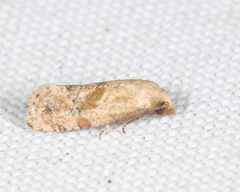 Platphalonidia magdalenae