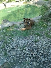 Panthera tigris altaica