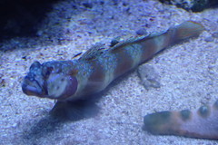 Amblyeleotris latifasciata