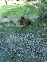 Panthera tigris altaica