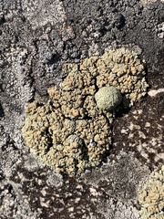 Rhizoplaca opiniconensis