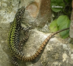 Podarcis muralis nigriventris