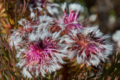 Serruria phylicoides