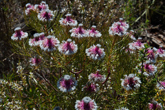 Serruria phylicoides