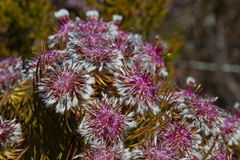 Serruria phylicoides