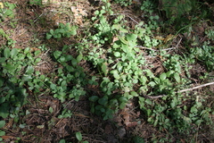 Hylotelephium maximum