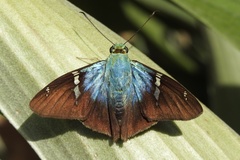 Telegonus